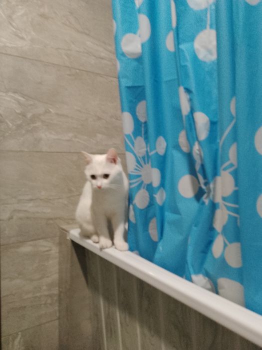 Котенок. 6 мес. девочка. домашній