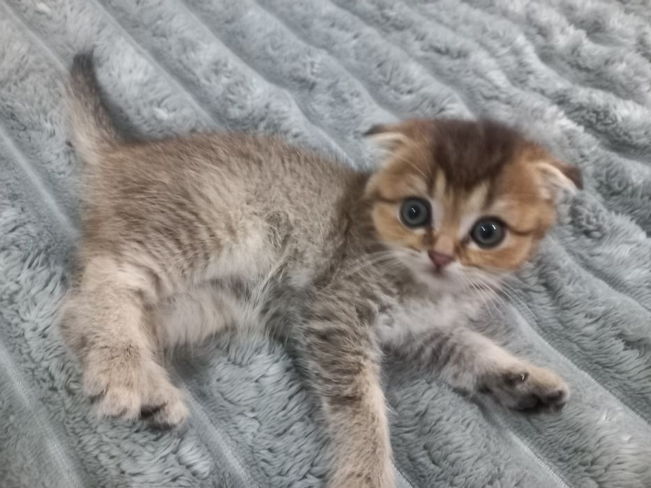 Продам кошенят шотландської породи .