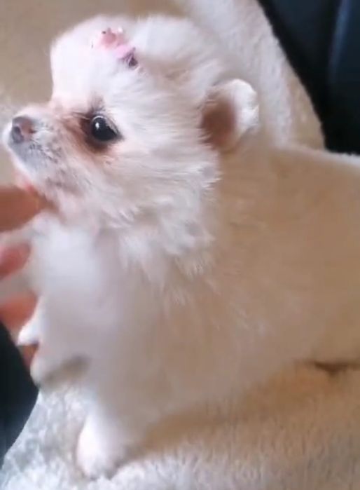 Spirz Lulu Anão  Alemão BRANCO qualidade  boneco Lulu da pomerânia   d