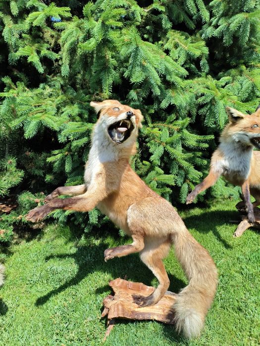 Продам чучело лисы.