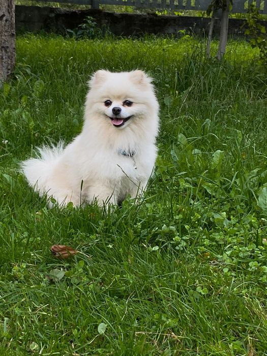 Померанський Шпіц для в'язки