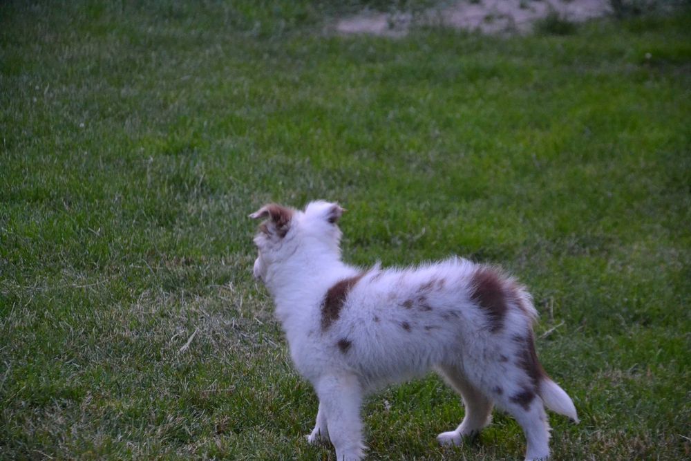 Border Collie szczeniaczki