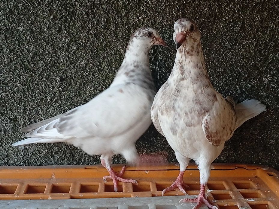 Pombas de boa raça