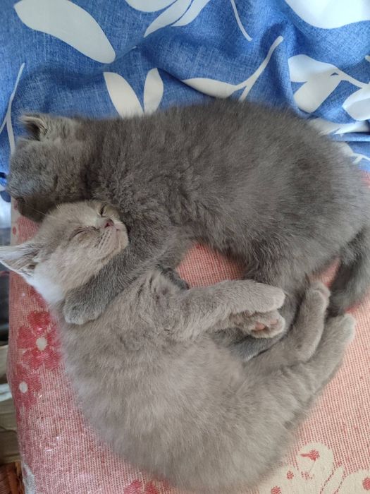 Шотландські кошенята