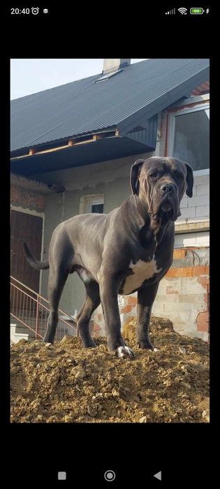 Cane Corso Zapowiedź miotu