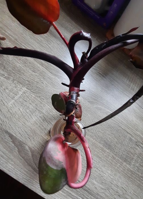 Філодендрон Pink Princes, Рожева принцеса