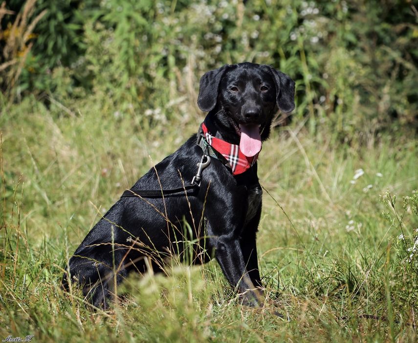 Roczny i aktywny Blaki szuka domu