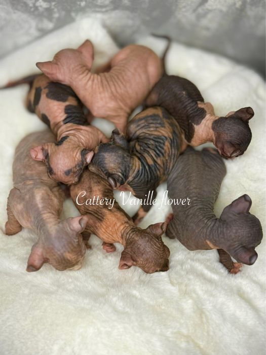 Гарнесенькі кошенчта ельфи