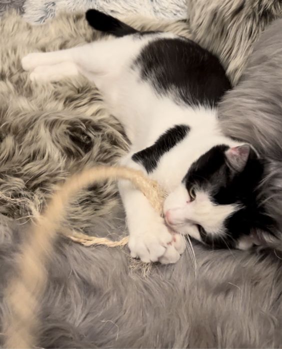 Cudowna kotka Gwiazdka szuka domku