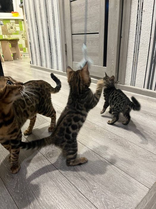 Бенгальские котята