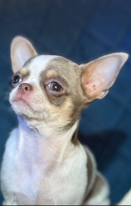 Продам мини чихуа