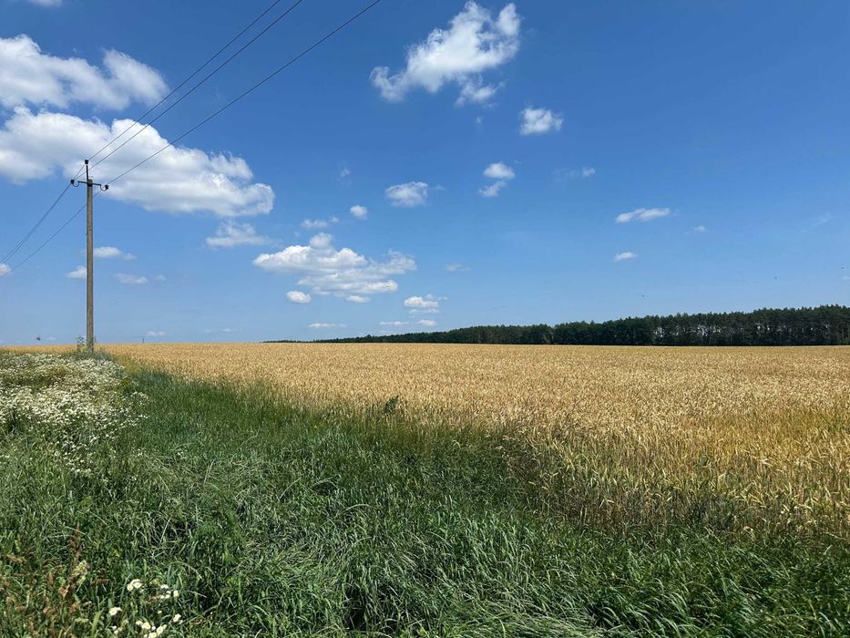 Продаж 335 соток біля лісу