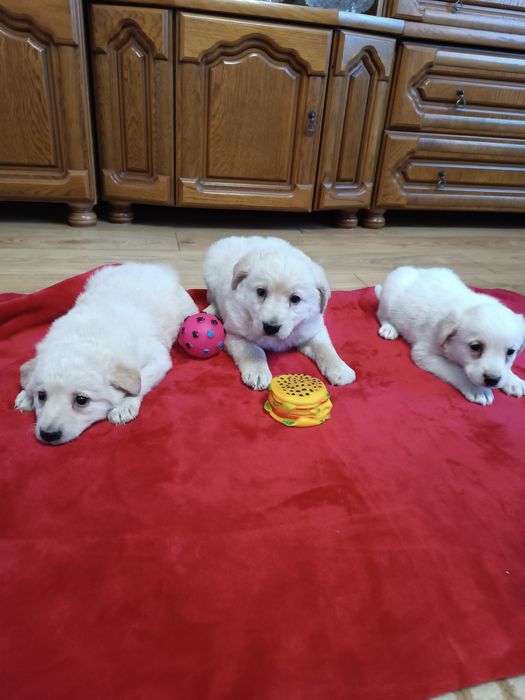 Piękne śnieżnobiałe szczeniaczki po spanielu