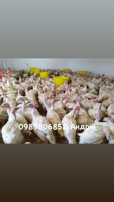 Індик (індичата Біг-6)підрощенні