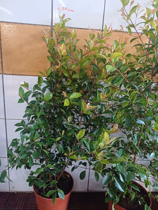 Eugenias myrtifolias