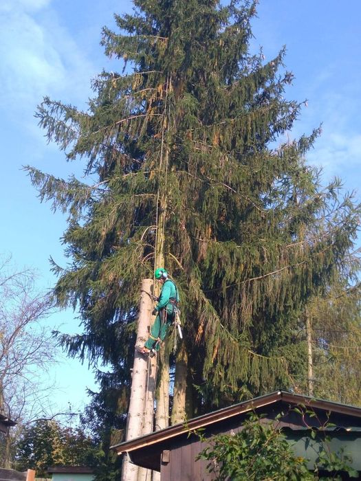 Wycinka drzew,skracanie koron,podcinka.Lubelskie.