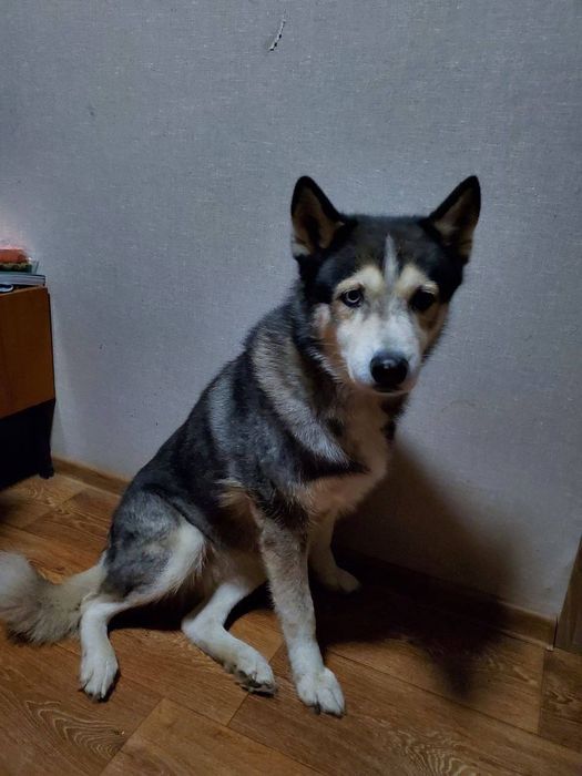 Хаскі безкоштовно в добрі руки