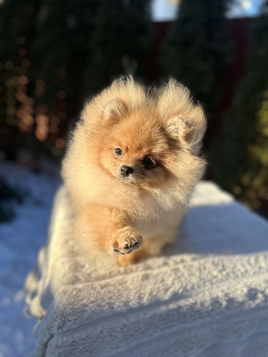 Продається дівчинка  померанського шпіца