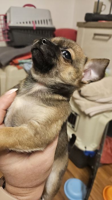 Piękny piesek Chihuahua