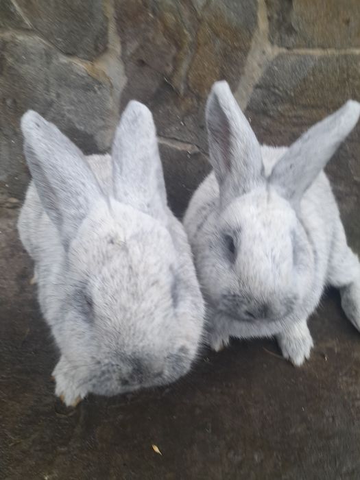 Продаються кролі