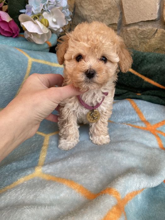 Мальтипу найкращий подарунок