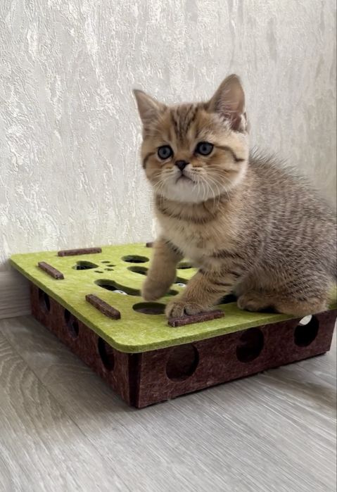 Чудо котик шотландець