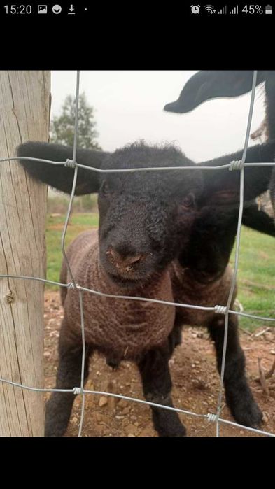 Ovinos Puros e Cruzados