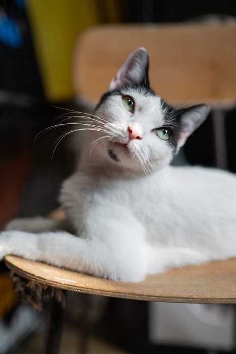 Szyja - kot przylepa do adopcji