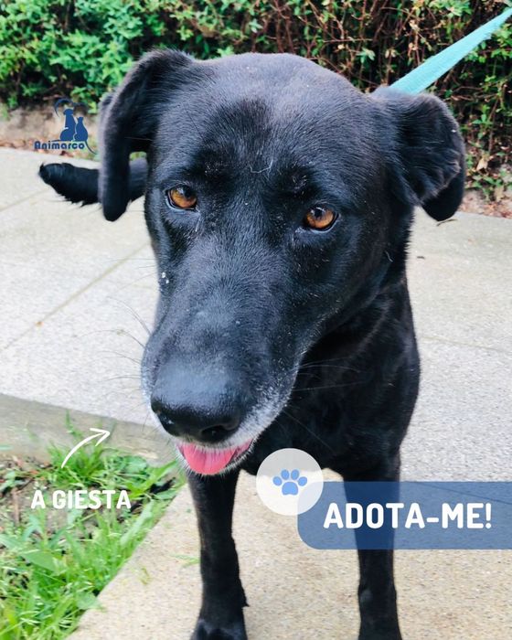 Giesta cadela para adoção