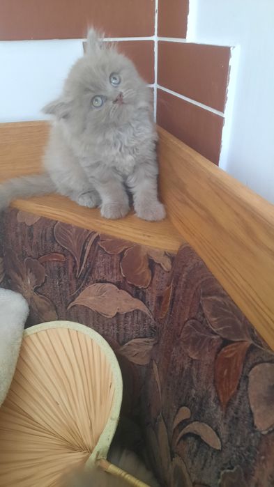 Кошенята британці хайленд