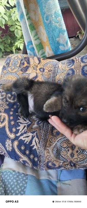 Віддам в добрі руки цуценя