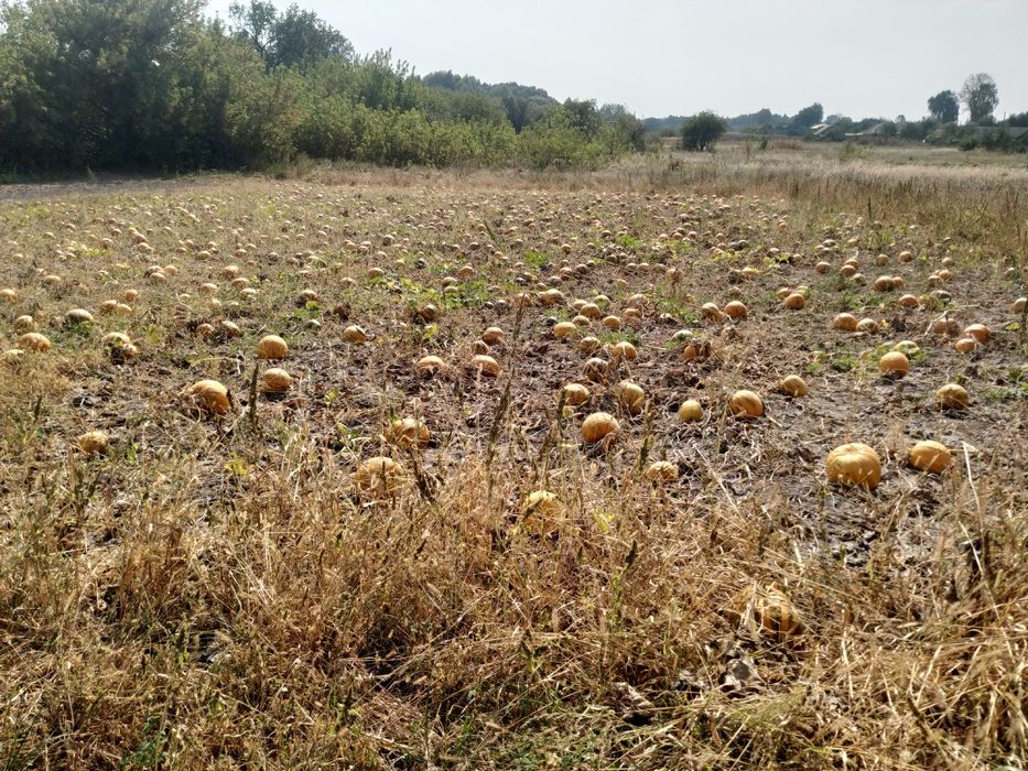 Насіння гарбуза, голонасінні.