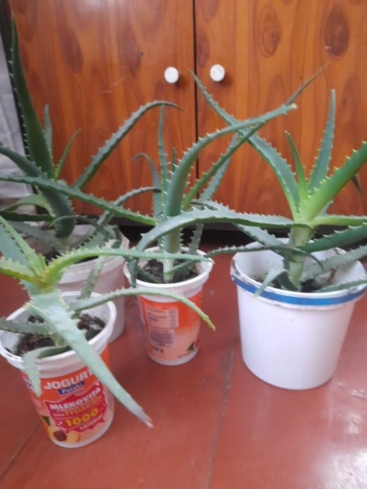 Вазон алоє  ,кімнатна ,кактуси