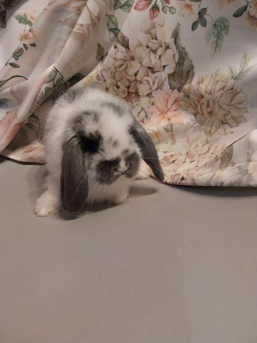 Mini lop, baranek miniaturka, karzelek