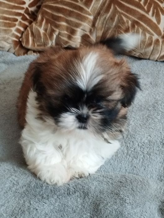 Shih tzu piękny piesek do odbioru