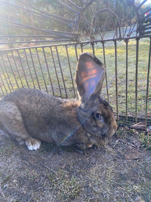 Samiec Olbrzym Belgijski