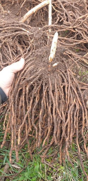 Спаржа Корінці спаржі Аспарагус