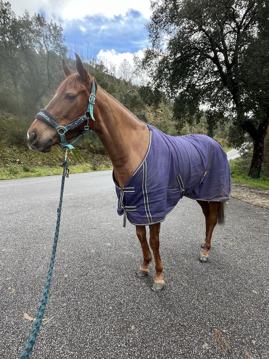 Vendo Egua Puro Sangue Inglesa