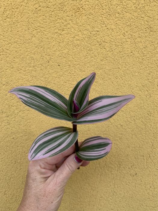 Tradescantia Nanouk szczepka