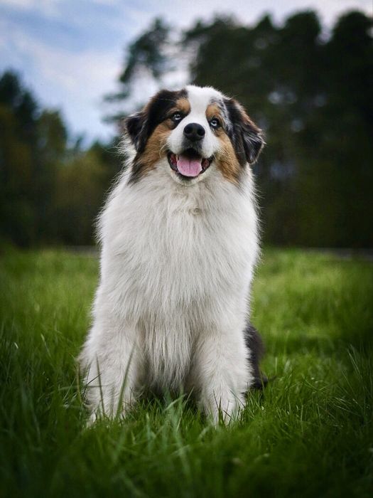 Chłopiec red merle owczarek australijski - odbiór koniec czerwca!