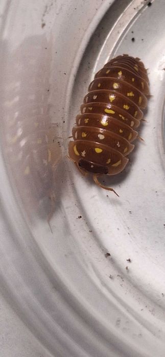 Isopody Armadillidium frontegianum orange