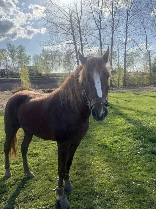 Продам кобилу  спокійну