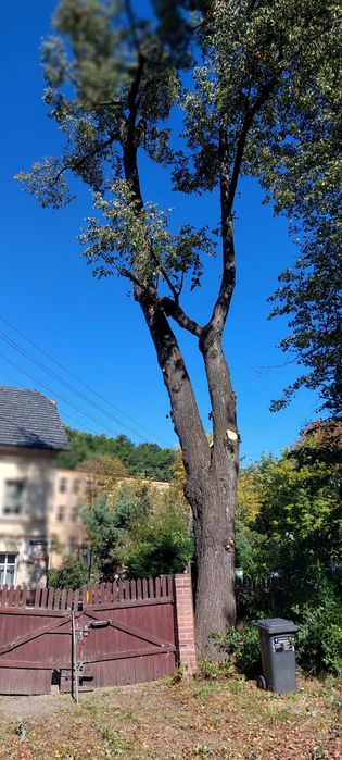 Wycinka drzew, pielęgnacja