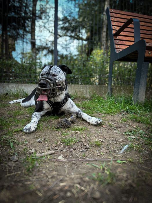 Suczka 9 lat oddam w dobre rece