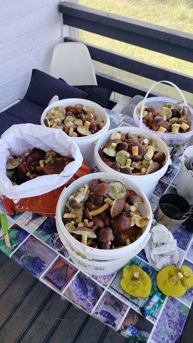 Grzybki suszone 1 kg