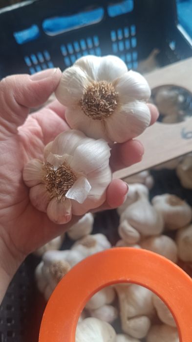 10 główek czosnku wiosennego do sadzenia