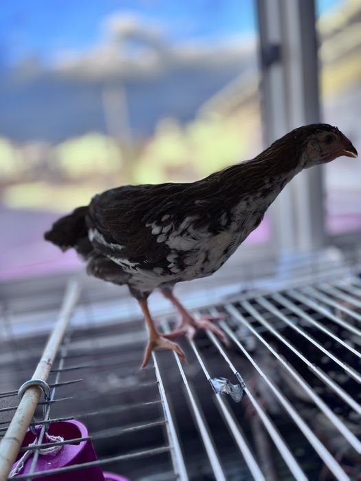 Rhode Island Red 100% puro e legorne