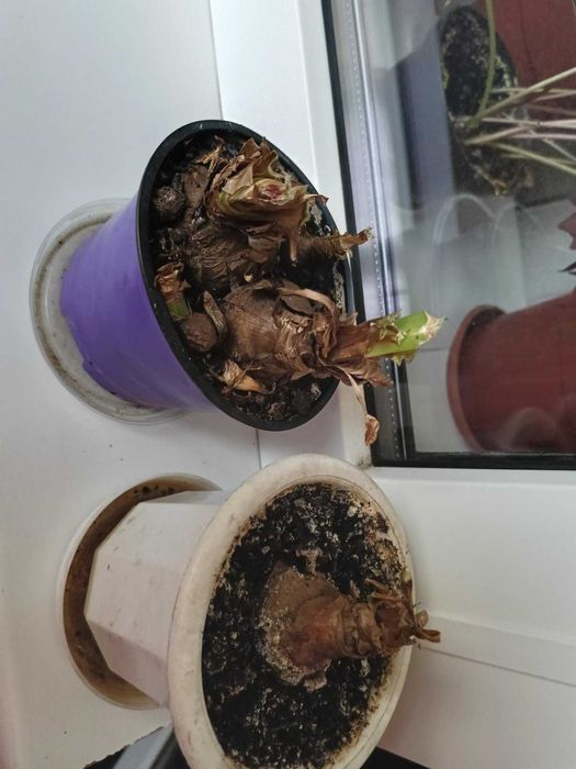 Гиппеаструм красный, алое