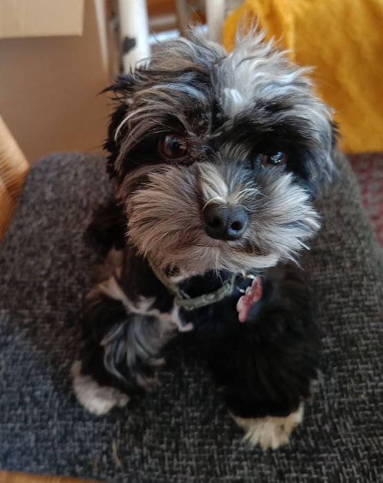 Yorkshire terrier chlopiec blue merle