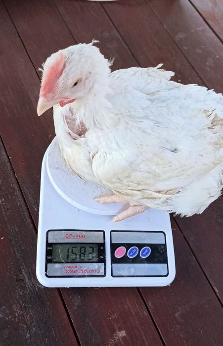 Курчата підрощені